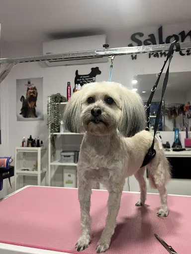 Fryzjer dla psa u Pana Czarka - Salonik pielęgnacji zwierząt